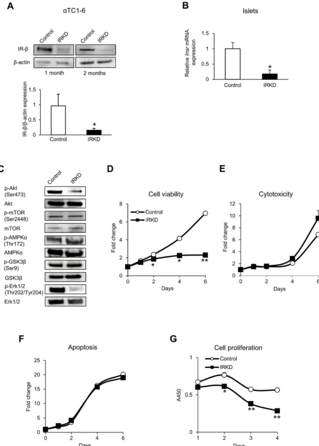 Figure 1. Results of an analysis of the effect of stable IR knockdown in aTC1-6 cells and IR knockdown in mouse islets