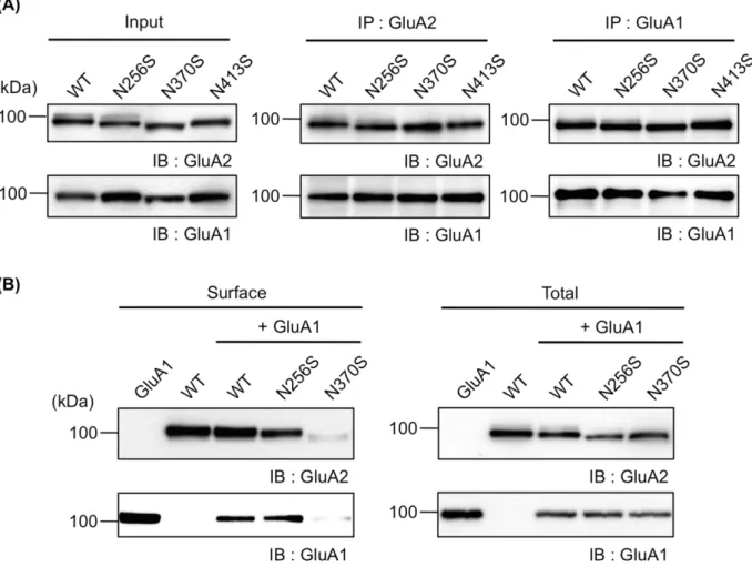 Fig 5. N-glycan at N370 of GluA2 regulates the intracellular trafficking of GluA1. (A) GluA1 and GluA2 (WT, N256S, N370S, or N413S) were transfected into HEK293 cells