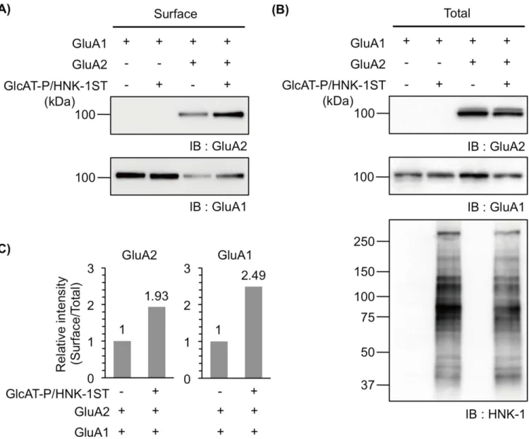 Fig 6. The HNK-1 epitope expressed on GluA2 enhances cell surface expression of GluA1