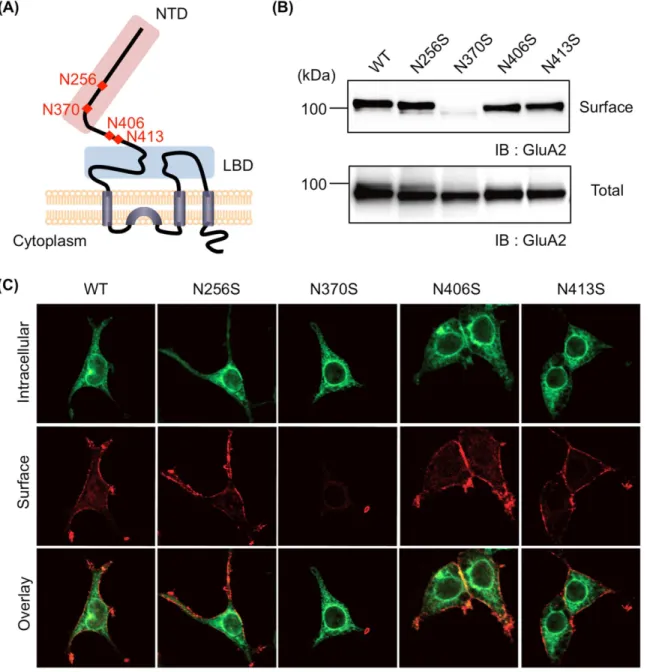 Fig 1. N-glycan at N370 is essential for cell surface expression of GluA2. (A) GluA2 is composed of NTD (pink), LBD (blue), transmembrane domains, and a cytoplasmic domain