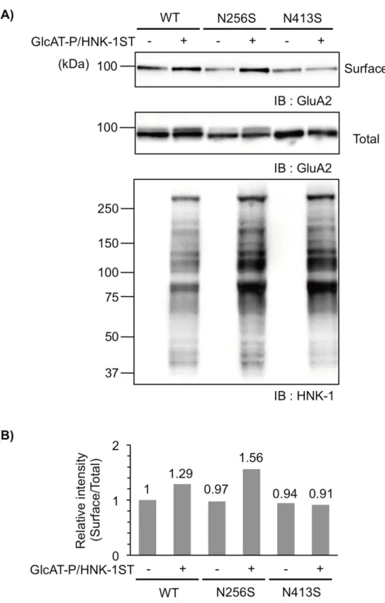 Fig 3. The HNK-1 epitope on N-glycan at N413 enhances cell surface expression of GluA2