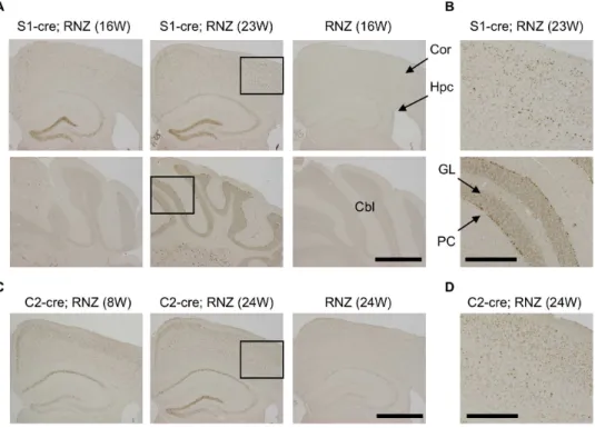 Figure 1. Detection of DNA recombination by synapsinI-cre or camk2a-cre transgene in mouse brain