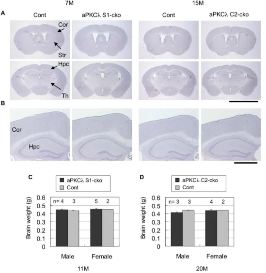 Figure 6. Hematoxylin staining and brain weights of aPKCl conditional deletion mice. (A) Hematoxylin staining of coronal sections of 7- 7-month-old aPKCl flox/2; S1-cre (S1-cko) or flox/+ (Cont) female mice (left two panels), or 15-7-month-old aPKCl flox/f