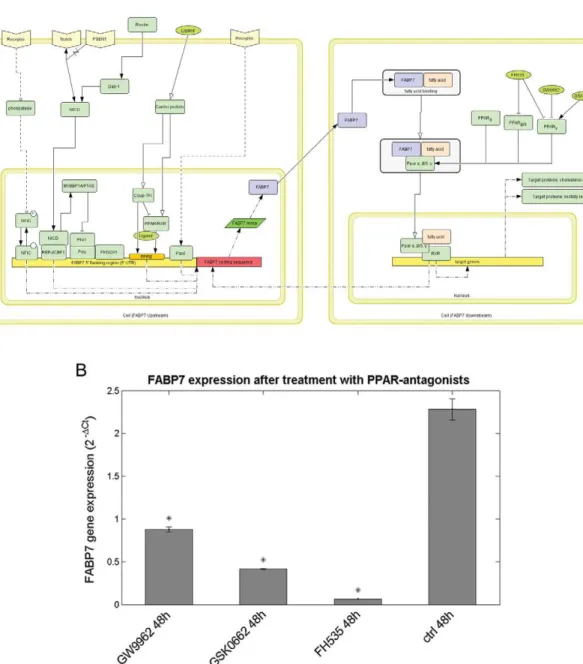 Figure 9. Effect of PPAR antagonists on FABP7 expression. (A) Bioinformatic analysis on FABP7 pathway