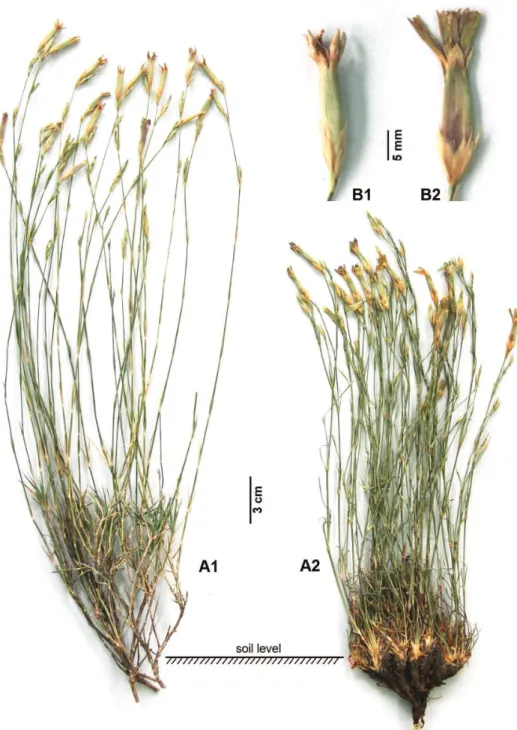 Figure 1. Photographs of plant habit and lowers of D. aticii and D. zonatus. Dianthus aticii – A1 Habit  B1 Flower; D