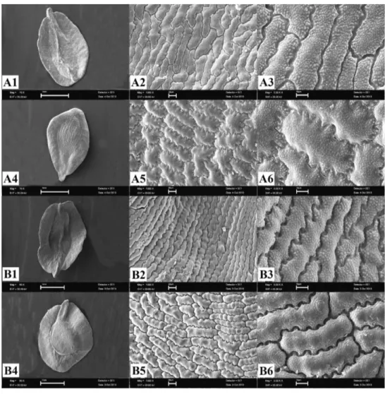 Figure 2. SEM photographs of the seed coat. A Dianthus aticii B D. zonatus 1–3 dorsal surface 4–6 ventral  surface (scale bars: 1 and 4: 1 mm, 2 and 5: 20 μm, 3 and 6: 10 μm).