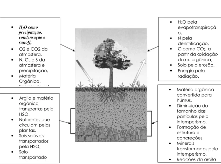 Figura 02: Processos Pedogenéticos. 