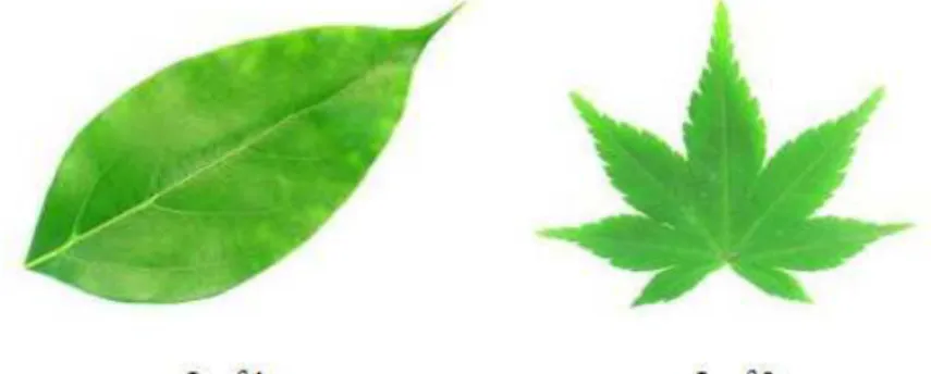 Fig. 1 shows two kinds of  leaves and Fig. 2 denotes the Fourier descriptors of the two leaves