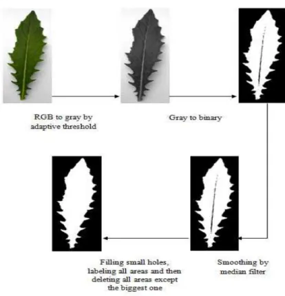 Figure 5.  Schema of separating the leaf from its background 