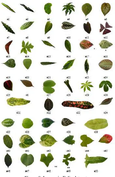 Figure 8. Leaves in Folia dataset 