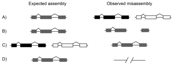 Figure 1. Examples of missassembly leading to misannotation. Each row shows the true state of the genome on the left (‘‘Expected assembly’’) and a common misassembly error on the right (‘‘Observed misassembly’’)