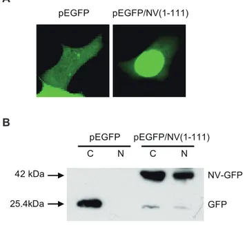 Figure 1. Nuclear localization of NV-GFP proteins in CHSE-214 cells. CHSE-214 cells were transiently transfected with plasmids  pEGFP-N1 or pEGFP/NV(1–111) and incubated for 48 h