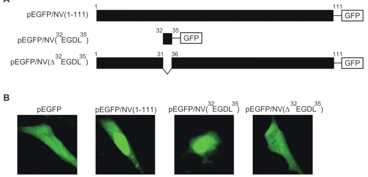 Figure 5B illustrates a comparison of the rIHNV yields at 0, 24, and 48 h post-infection (p.i.) in RTG-2 cells, presented as averages from three independent experiments