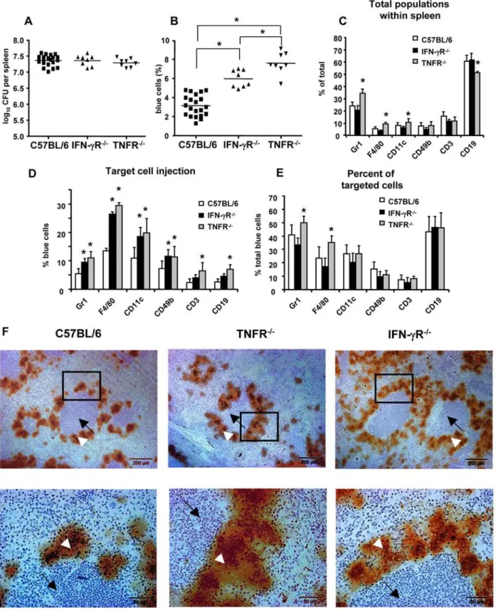 Figure 8. Impact of IFN-cR and TNF-R deficiency on Yop injection. IFN-cR 2/2 , TNFRp55 2/2 and control C57BL/6 mice were infected with E40- E40-pBla and two days later (A) bacterial load in the spleen and (B) percentage of blue cells was determined