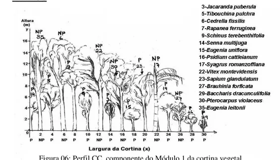 Figura 06: Perfil CC, componente do Módulo 1 da cortina vegetal. 