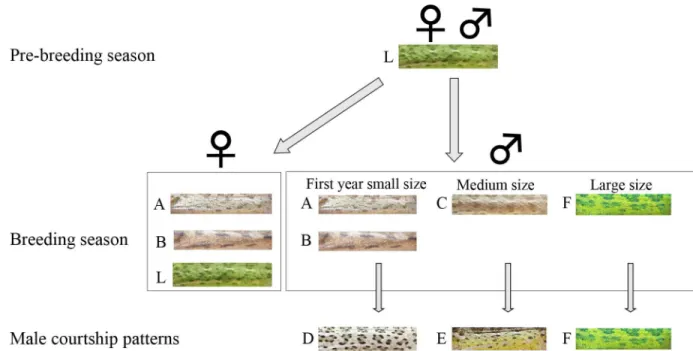 Fig 1. Flow chart showing temporal changes in body color pattern of common chameleons in Mt