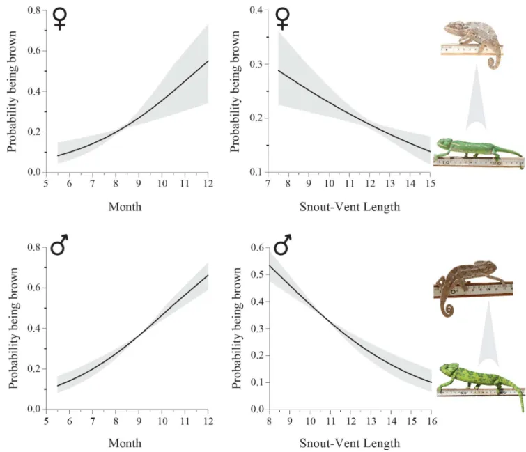 Fig 2. Predicted probability of being brown (± 95% confidence intervals in grey) as a function of month of the year and snout-vent length (SVL) in males (bottom) and females (top)