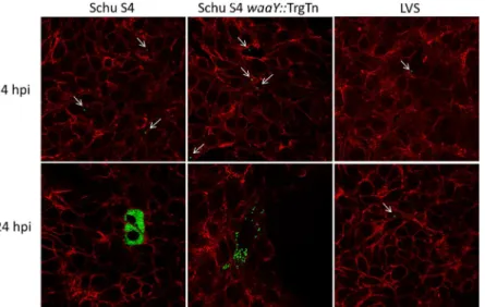 Fig 2. Confocal microscopy of F. tularensis Schu S4, F. tularensis waaY::TrgTn and F. tularensis LVS growth in cultured human alveolar type II cells