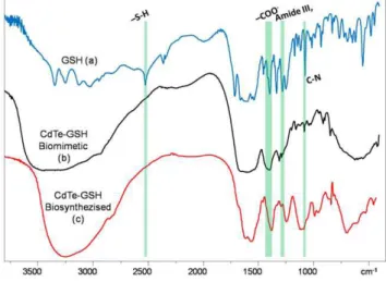 Figure 7. FTIR spectroscopy of GSH (A), chemically synthesized (B) and biosynthesized (C) CdTe-GSH QDs