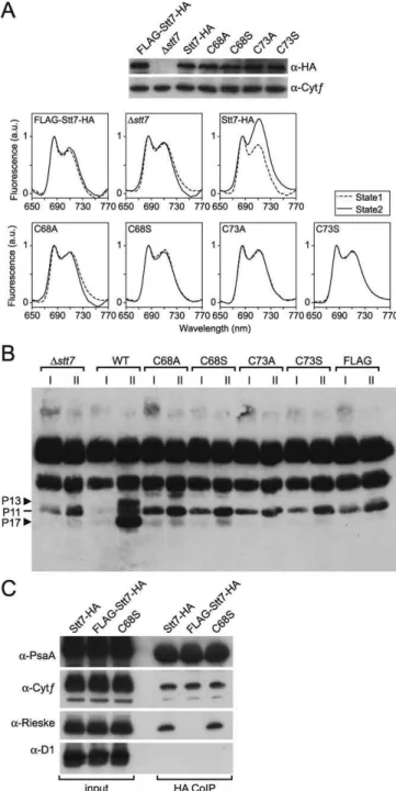Figure 6. Analysis of Mutants of Stt7 Affected in the N-Terminal Region Transformants of stt7 containing mutant forms of Stt7-HA with changes of Cys68 and Cys73 to Ala/Ser or with a FLAG-tag (FLAG-Stt7-HA) at the N-terminal end were used.