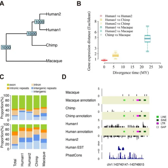 Figure 3. Transcription divergences. (A) UPGMA tree based on the expression level of 13,832 genes in 4 sample pools