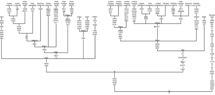 Table S1 in File S1). Besides, five different mtDNA M65a haplotypes detected by Witas et al