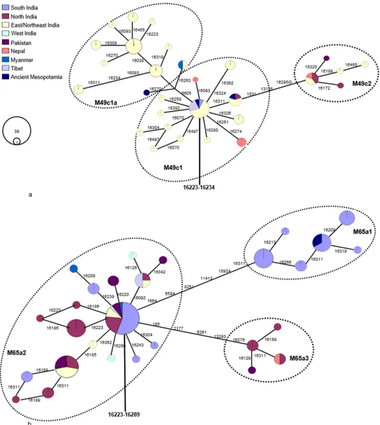 Figure 2. Maximum parsimony tree of available mtDNA control region sequences related to ancient Mesopotamian haplotypes