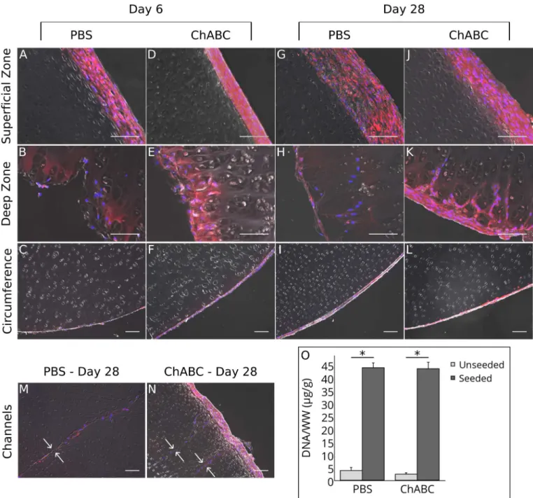Fig 7. Summary of Recellularization Results. (A-N) Fluorescent labeling of seeded SDSCs