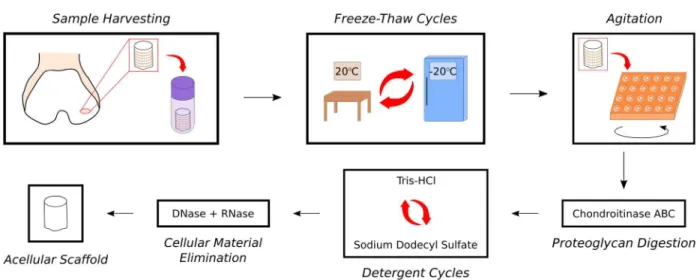 Fig 1. Overview of optimized decellularization procedure used in study. Harvested cartilage plugs were frozen at -20°C then subjected to two dry FTCs followed by two wet FTCs with hypotonic buffer