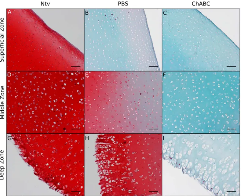 Fig 3. Safranin-O and Fast Green staining of longitudinal cross sections of decellularized cartilage