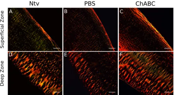 Fig 6. Picrosirius Red staining of longitudinal cross sectionsof decellularized cartilage, viewed with cross-polarized light