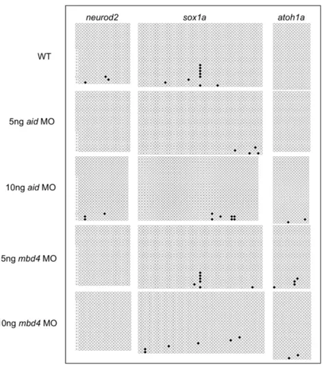 Fig. 6. Neither aid MO nor mbd4 MO elicited methylation at the CpG islands of neuronal genes