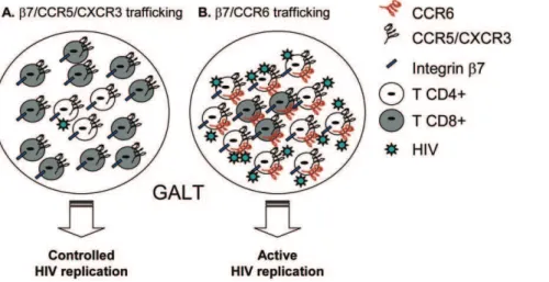 Figure 7. Proposed model for the differential colocalization of HIV-specific CD4 + and CD8 + T-cells into the GALT