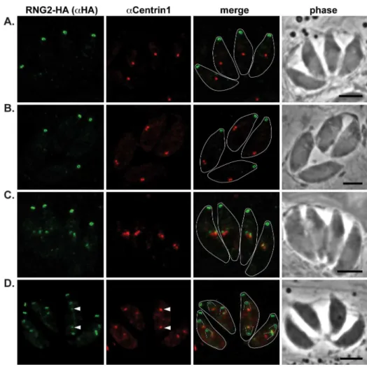 Figure 5E). Together these data suggest that RNG2 is recruited to centrosomes immediately after their duplication, and then resolves into rings during initiation of daughter cell pellicle buds.