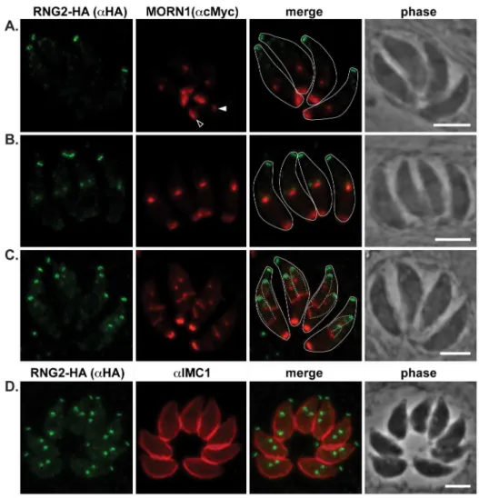 Figure 4. RNG2 appears before centrocone duplication or IMC1 association with daughter pellicles