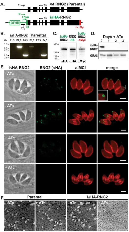 Figure 5. RNG2 is required for parasite growth. (A) Schematic of the chromosomal locus of wild type RNG2 and the insertional mutant iDHA- iDHA-RNG2 showing the tetracycline regulatable promoter (t7s4), N-terminal HA tag, C-terminal cMyc tag (integrated sep