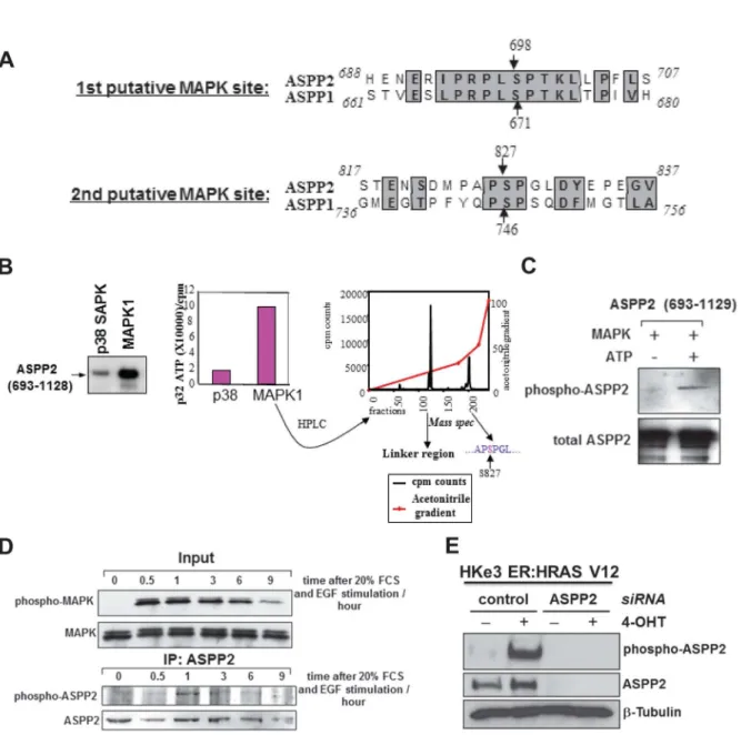 Figure 1.  MAPK phosphorylates ASPP2.  (A) ASPP1 and ASPPβ have two conserved putative MAPKβ phosphorylation sites in their  C-terminus