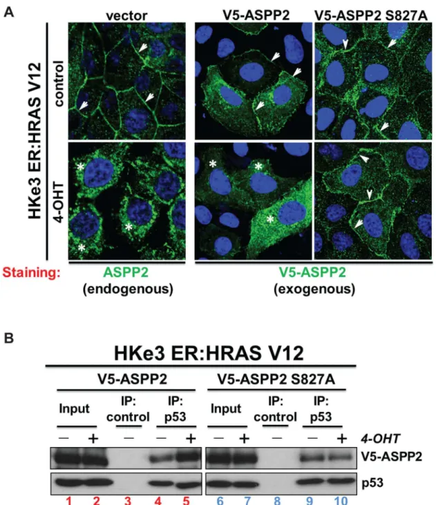 Figure 4.  Wild-type ASPP2, but not mutant ASPP2 (S827A), translocates to the cytosol and nucleus upon oncogenic RAS activation  and  this  results  in  an  increased  interaction  with  p53