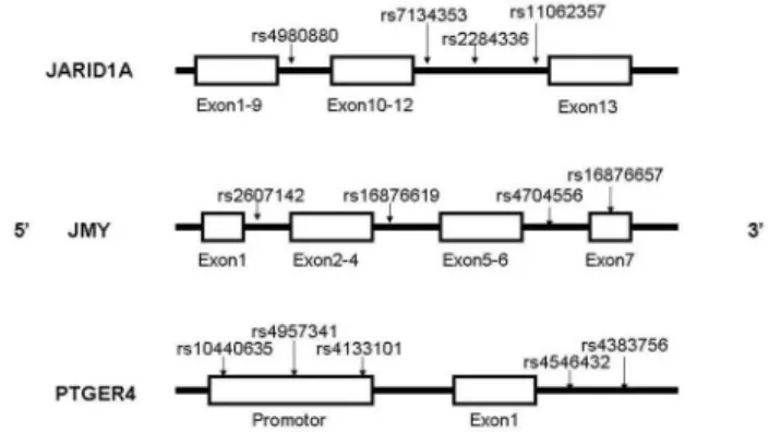 Figure  1.    Positions  of  each  selected  tagSNP  on  the genes.      The  SNP  rs16876657  is  in  the  exon  7  of  JMY,  the SNP rs10440635, rs4957341, rs4133101 are in the promoter of PTGER4, other SNPs are all in introns.