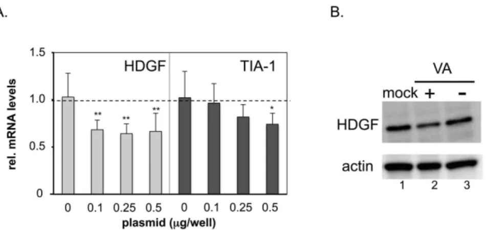 Figure 3. Suppression of HDGF begins during the early phase of viral infection. RNA was isolated from 293 cells infected with  VA-deleted AdV (VA (2)) or FG AdV (VA (+)) after the indicated time periods
