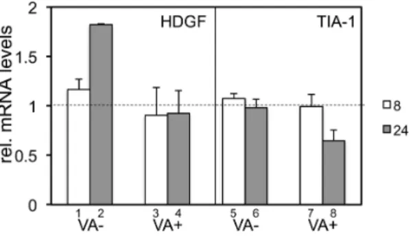 Figure 5. AdV growth in 293 cells. Total DNA was isolated from VA- VA-deleted AdVs (VA (2)) or FG AdVs (VA (+)) infected 293 cells and each AdV genome copy was quantified using qPCR