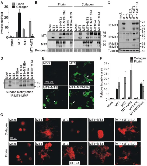 Figure 5. MT3-MMP regulates cell invasion in a matrix-composition dependent manner by driving fibrin invasion, while reducing the cell surface levels and collagen invasive activity of MT1-MMP