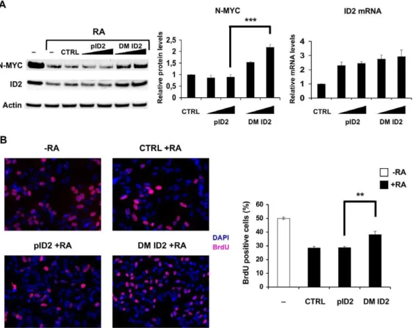 Figure S1 The ID2 mRNA levels were not altered by miR-9 and miR-103 overexpression. ID2 mRNA levels were evaluated by qRT-PCR upon miRNA ectopic expression in  SH-SY5Y cells