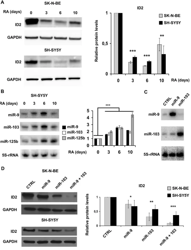 Figure 3. ID2 expression is inversely correlated to miR-9 and miR-103. Ectopic expression of miR-9 and miR-103 decreases ID2