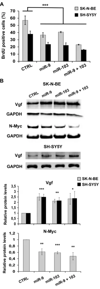 Figure 4. miR-9 and miR-103 restrain proliferation and affect differentiation marker expression