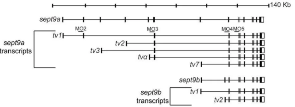 Figure 1. SEPT9 transcripts are conserved between zebrafish and mammals. Zebrafish possess two sept9 genes, sept9a and sept9b, that encode multiple mRNA transcripts homologous to mammalian transcripts