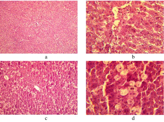 Figure 3. The histologic specimen of a rat liver with ETH under Essentiale application in  dose of 80 mg/kg