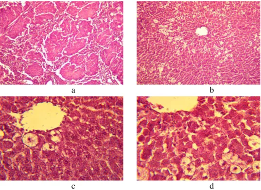Figure 6. The histologic specimen of a rat liver at ETH and amaranth oil application in dose  of 1200 mg/kg
