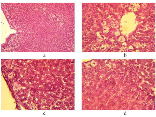 Figure 2. The histologic specimen of a rat liver of control group (ETH). Colorated with  hematoxylin- eosine