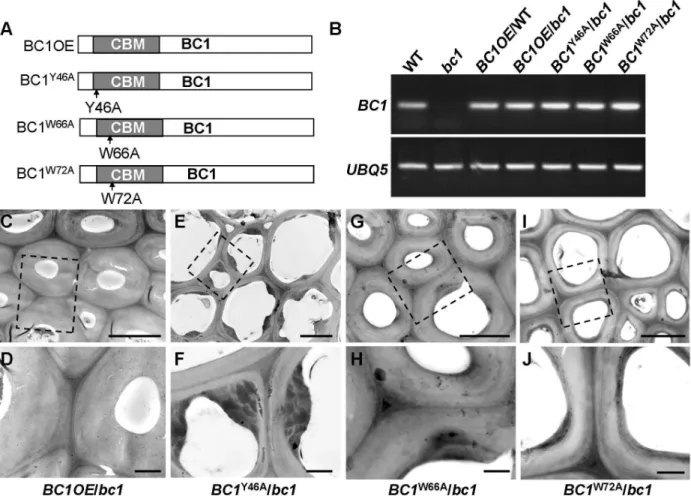 Table 1. BC1 affects cellulose crystallite size and cellulose content.